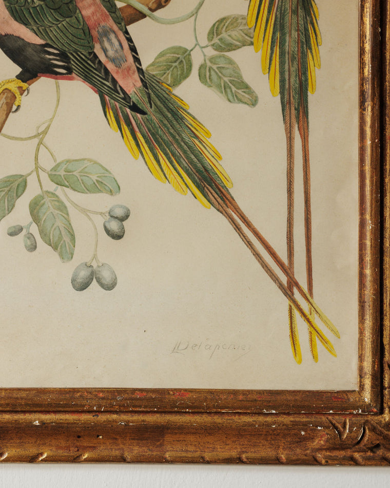 Bird Framed Print - III