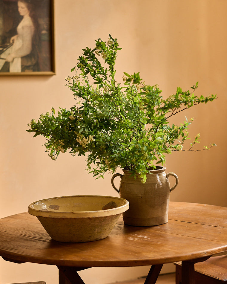 Antique Yellow Tian
