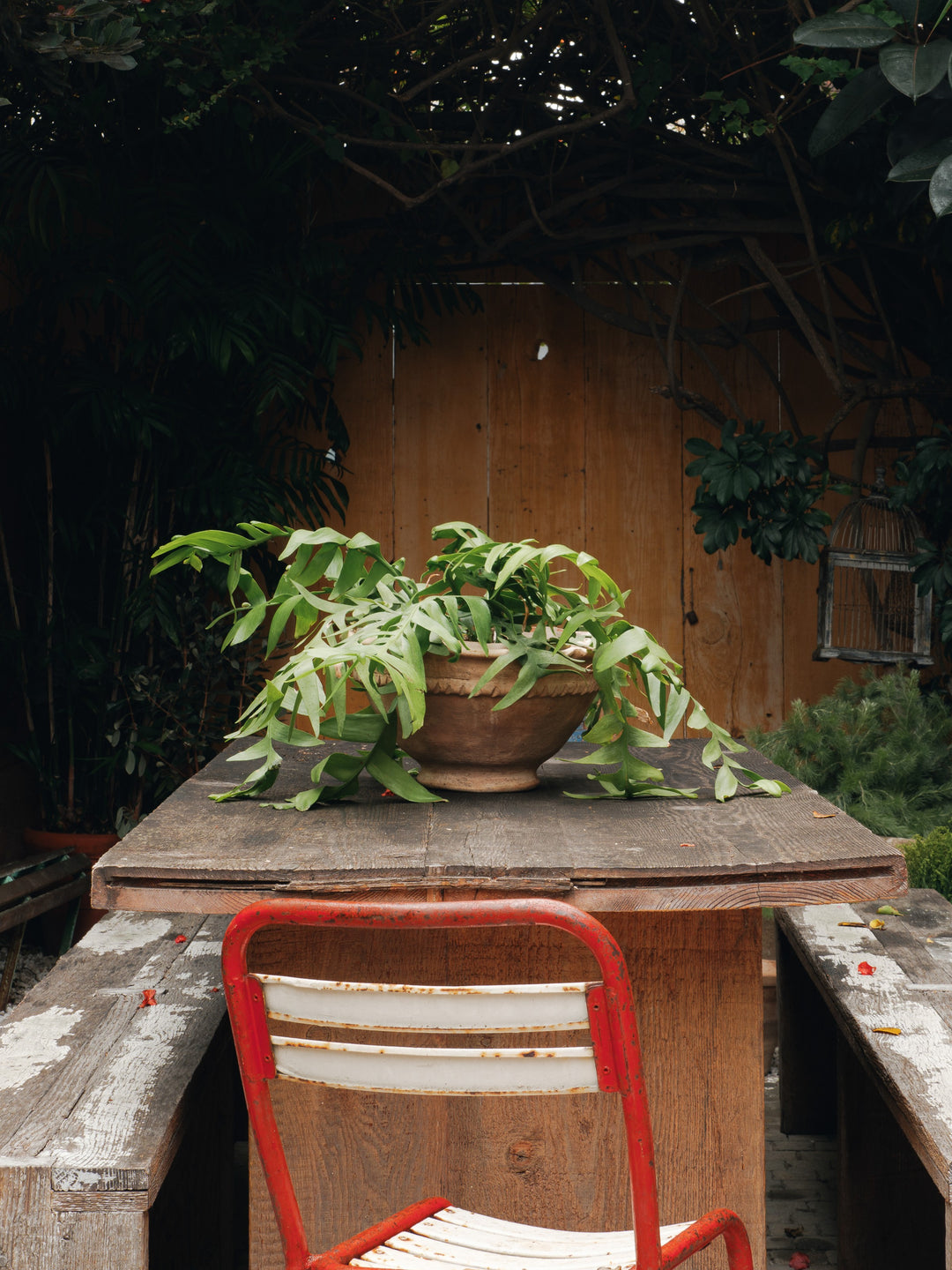 The Scallop Planter