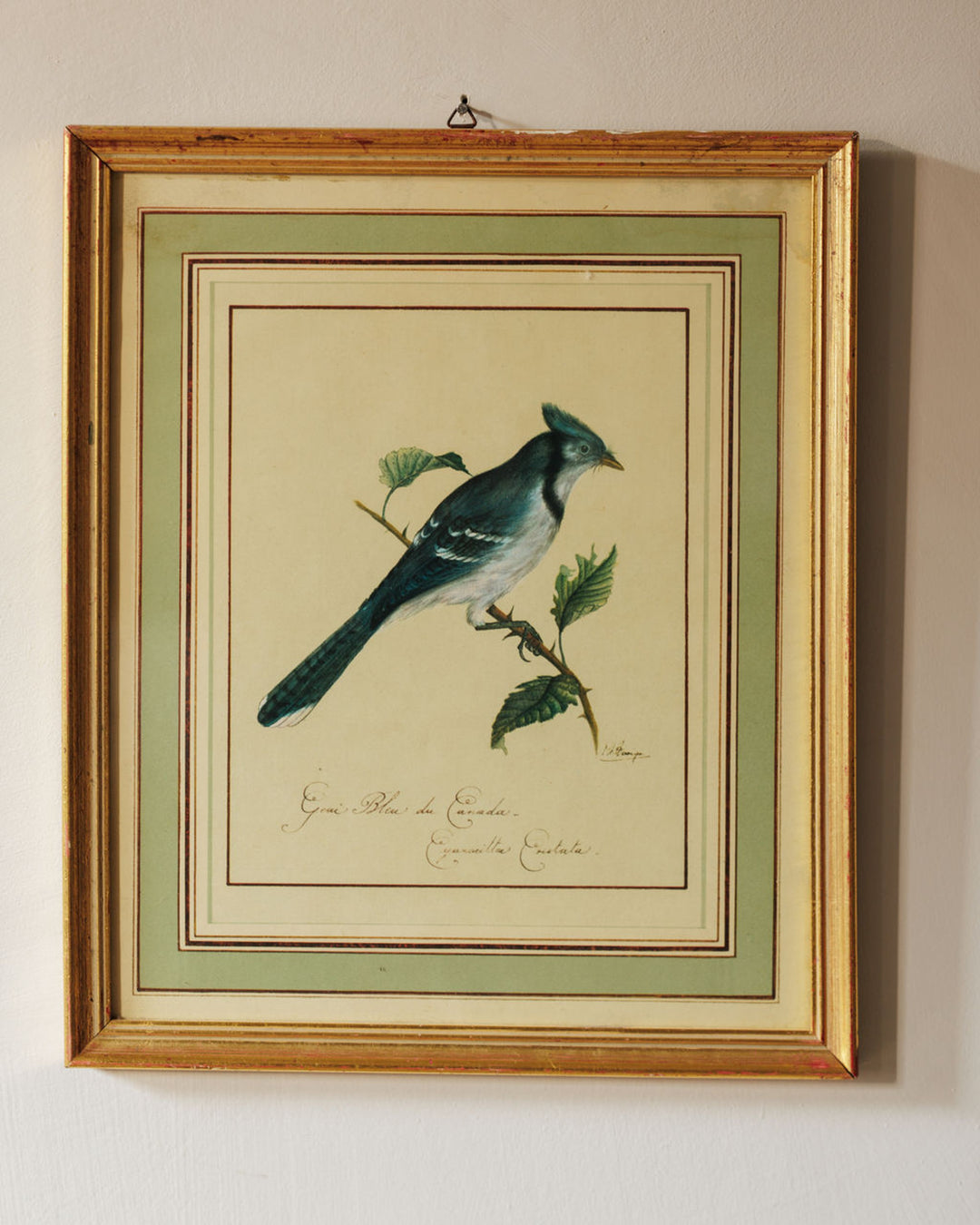 A framed illustration of a blue jay perched on a branch, labeled "Geai Bleu du Canada".