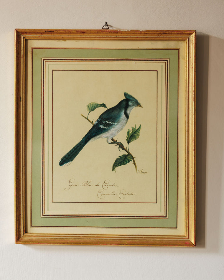 Bird Framed Print - I