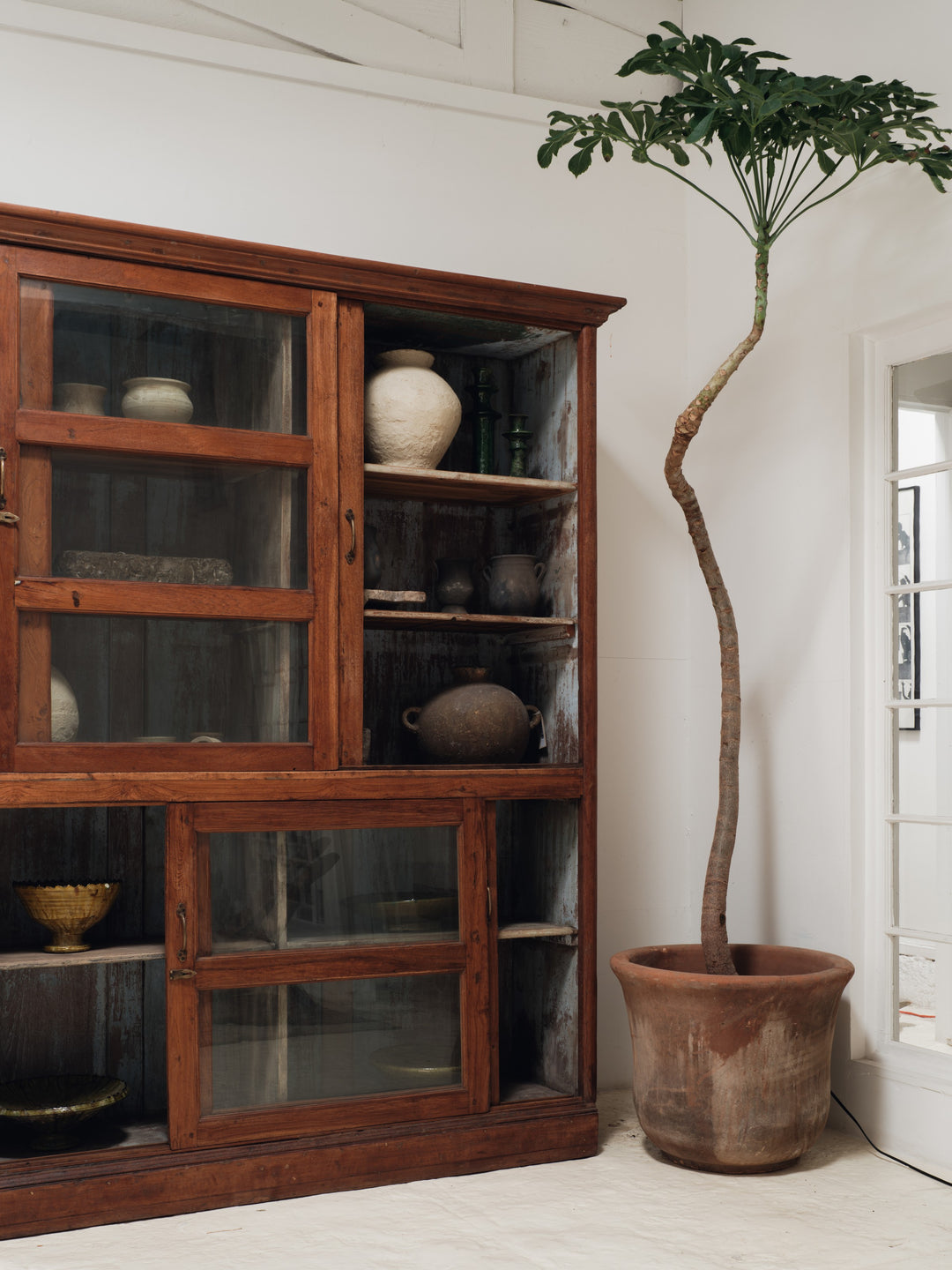 a large potted plant sits next to a wooden cabinet