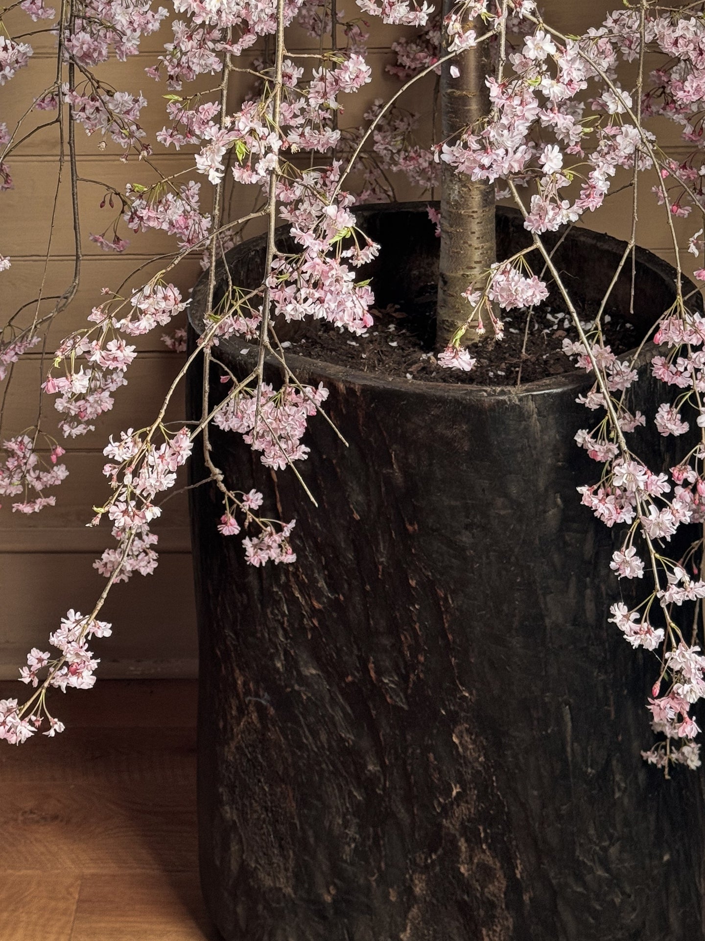 A Naga planter holding a tree with pink flowers