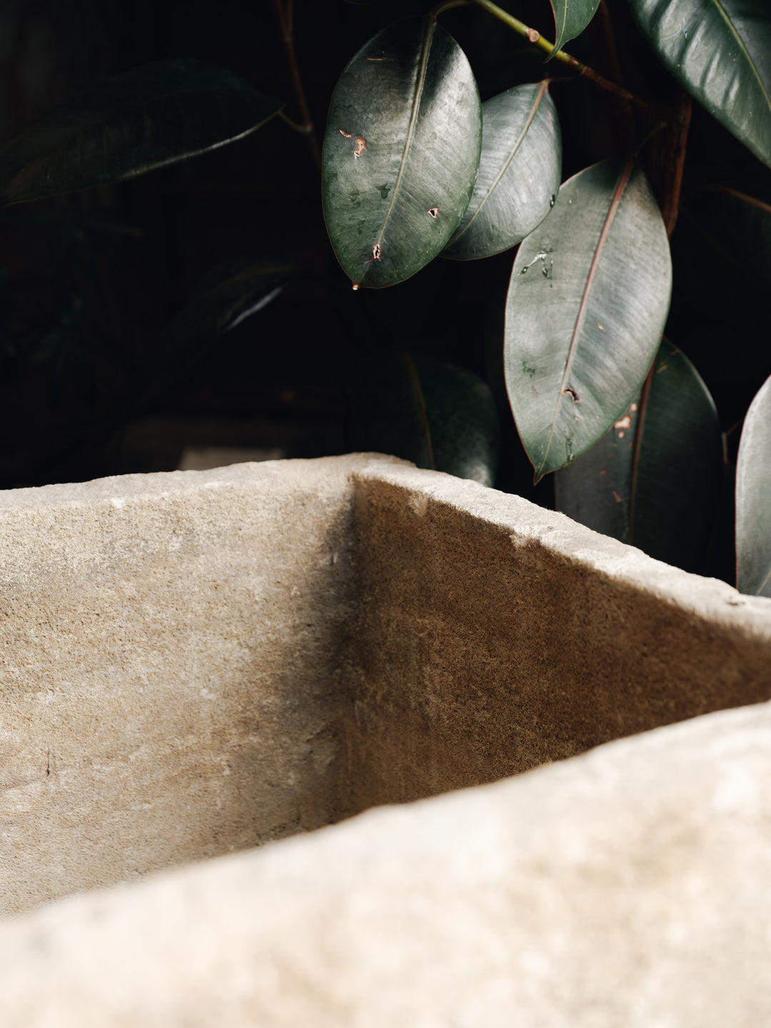 a close up of a stone sink with a plant in the background .