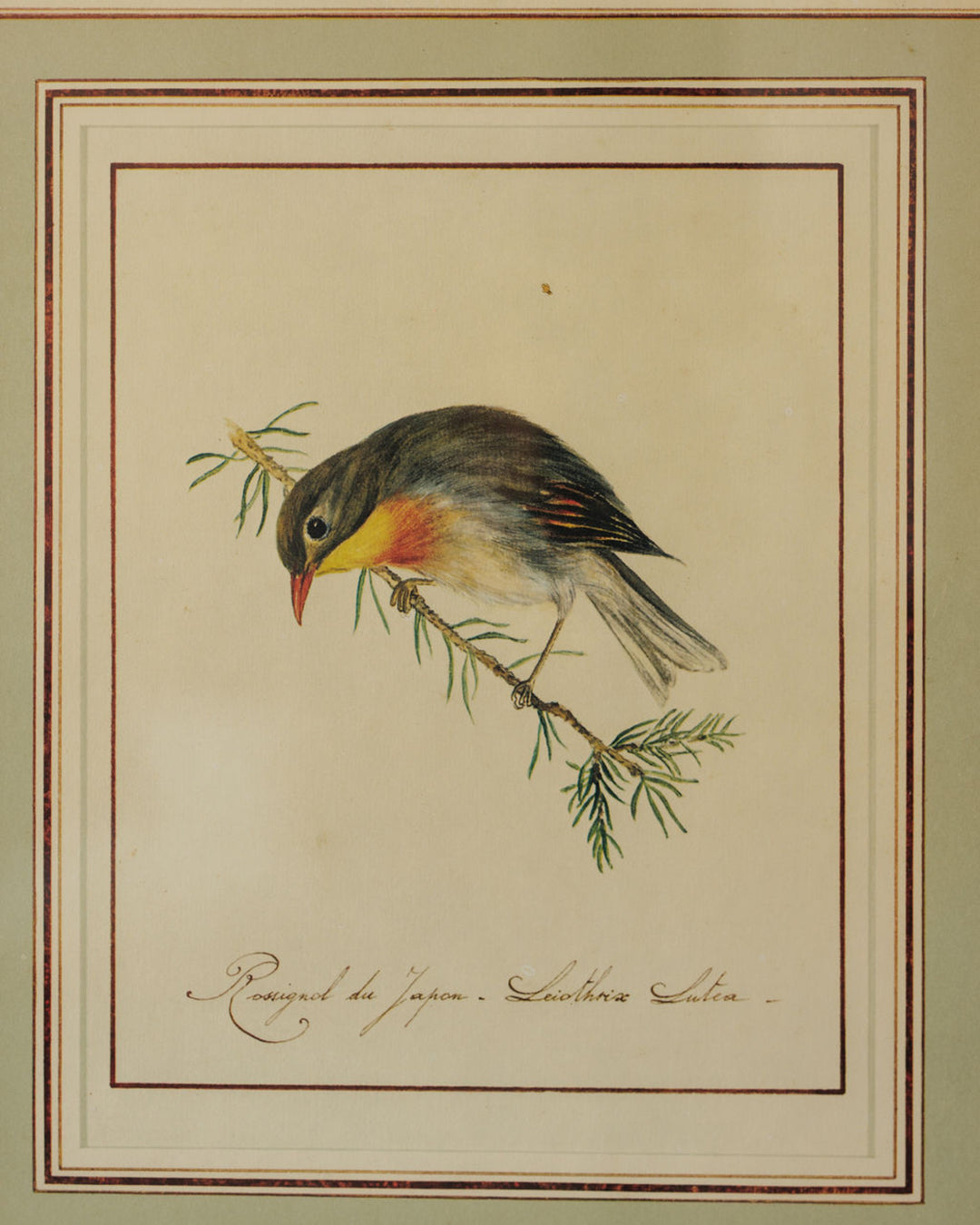 Bird Framed Print - I