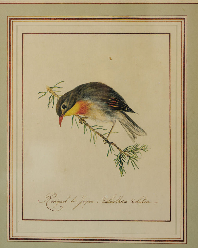 Bird Framed Print - I