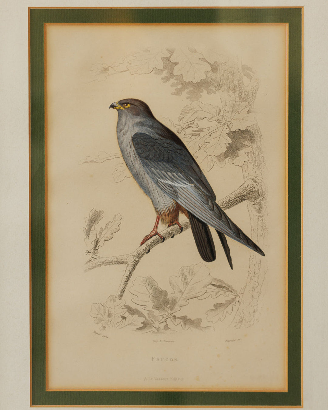 Bird Framed Print - II