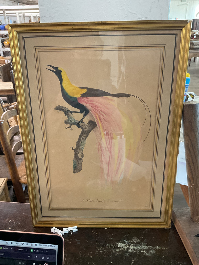 Bird Framed Print - III