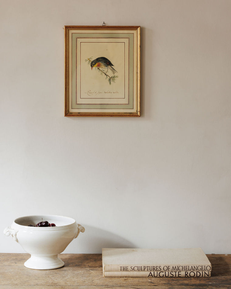 Bird Framed Print - I