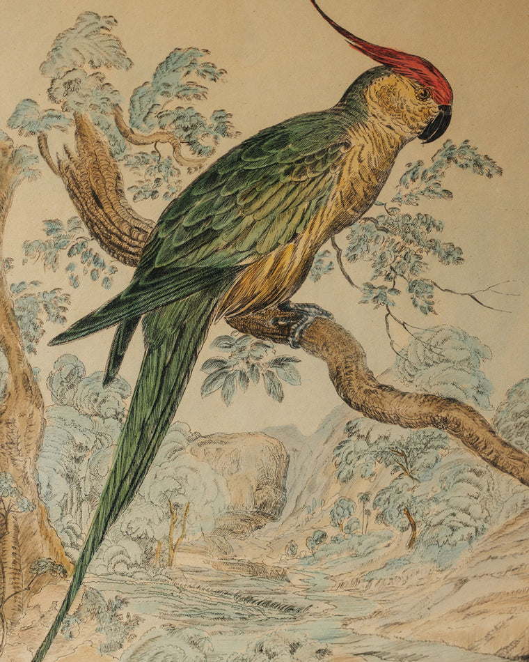 Bird Framed Print - V