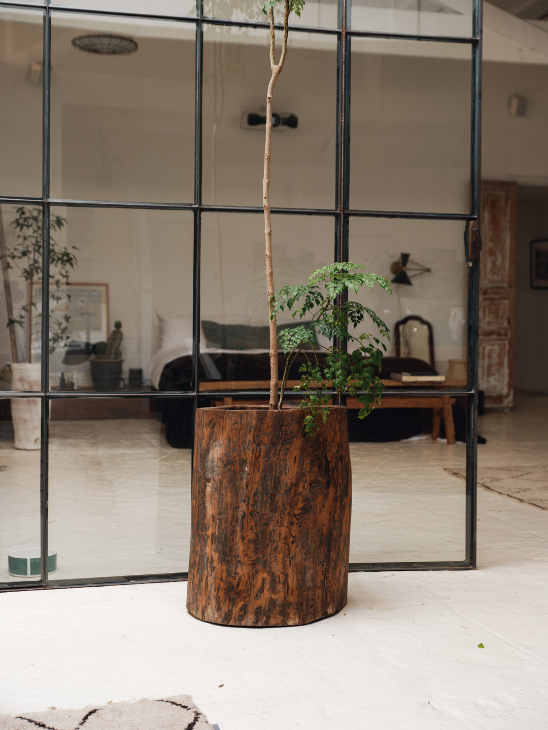 Naga Planter - 3
