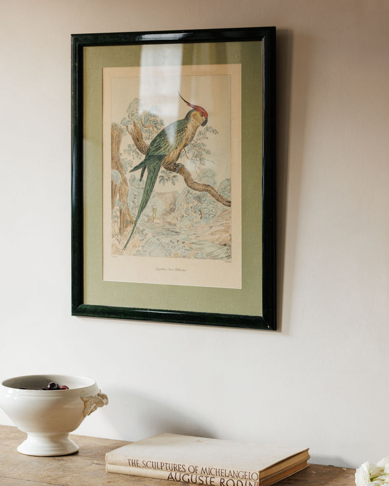 Bird Framed Print - V
