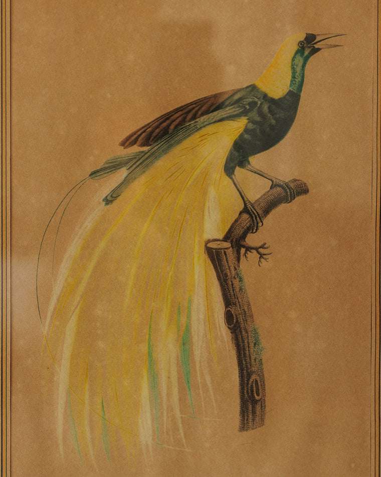 Bird Framed Print - IV