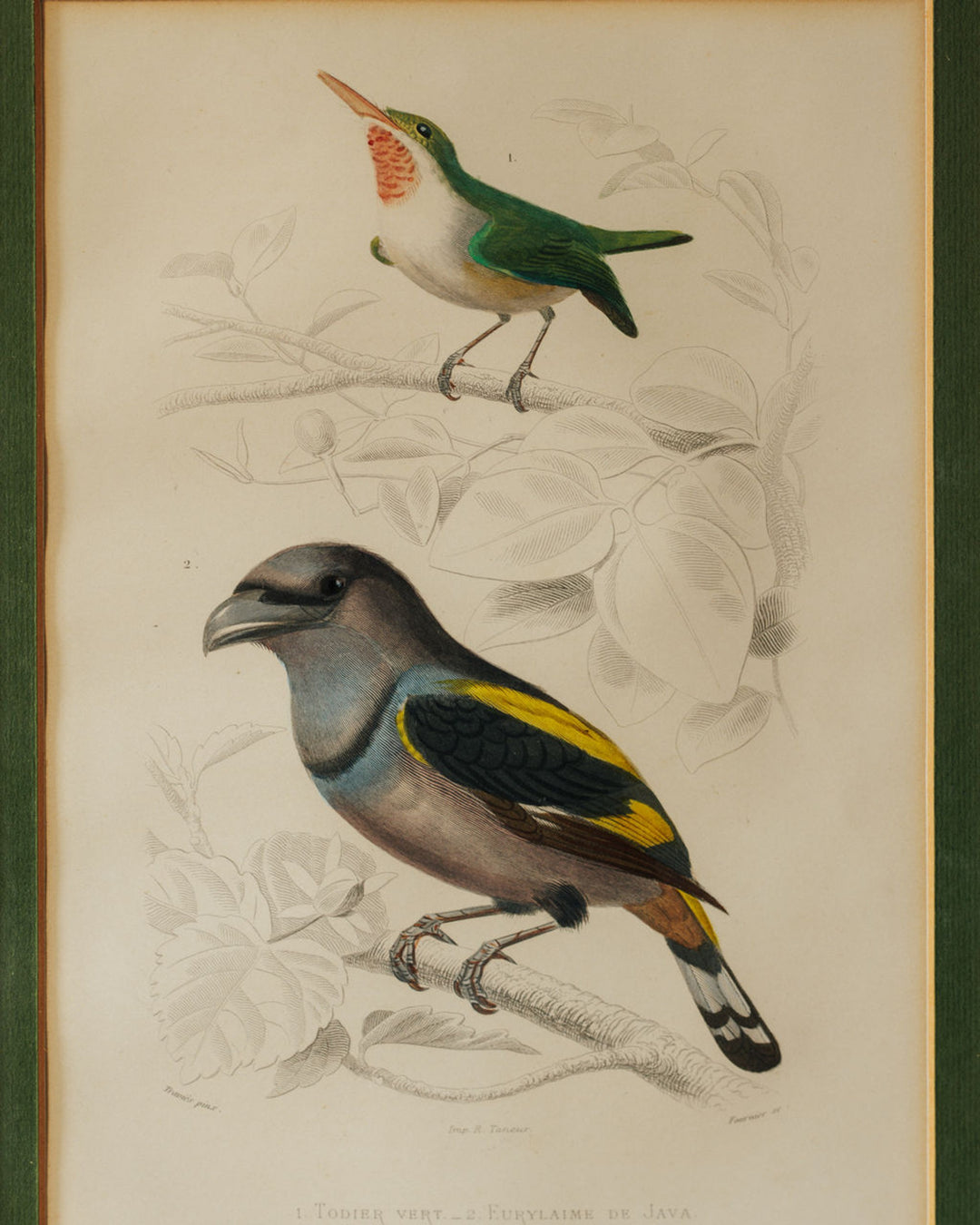 Bird Framed Print - II