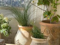 Antique Biot Olive Jar