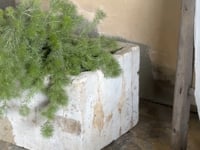 Stone Trough - 3